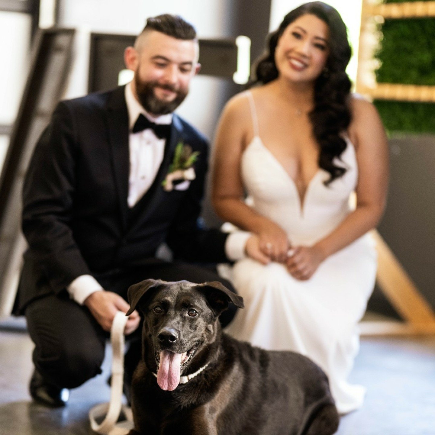 I'm all about including your furry friends in the big day because, let's be real, they're just as much a part of the family! 🐾💕 Whether they're trotting down the aisle or stealing the show in adorable wedding attire, your beloved companions add an 