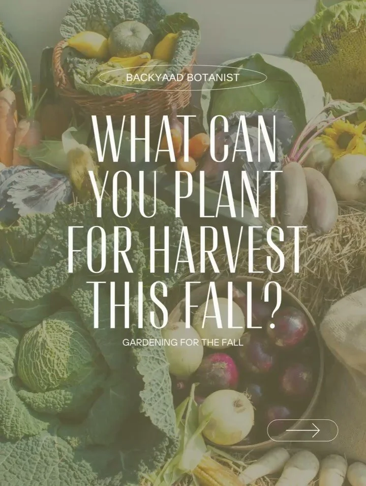 Hello everyone, if you feel like you&rsquo;ve missed out on gardening this year or your crops did not quite have the impact you had hoped, don&rsquo;t worry, there is still a whole lot of gardening left to do this year. While fall is definitely less 