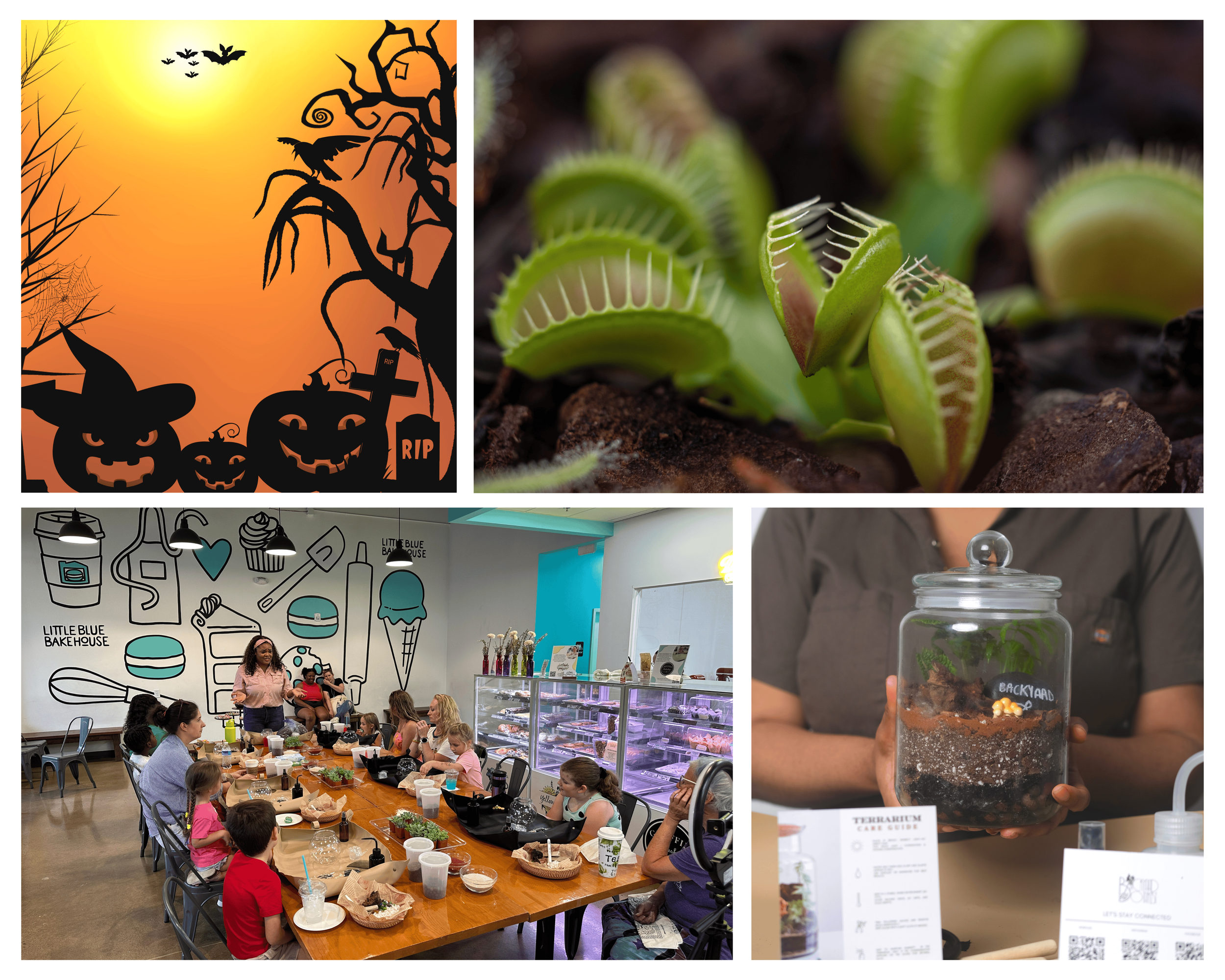BOO- TANICAL TERRARIUMS