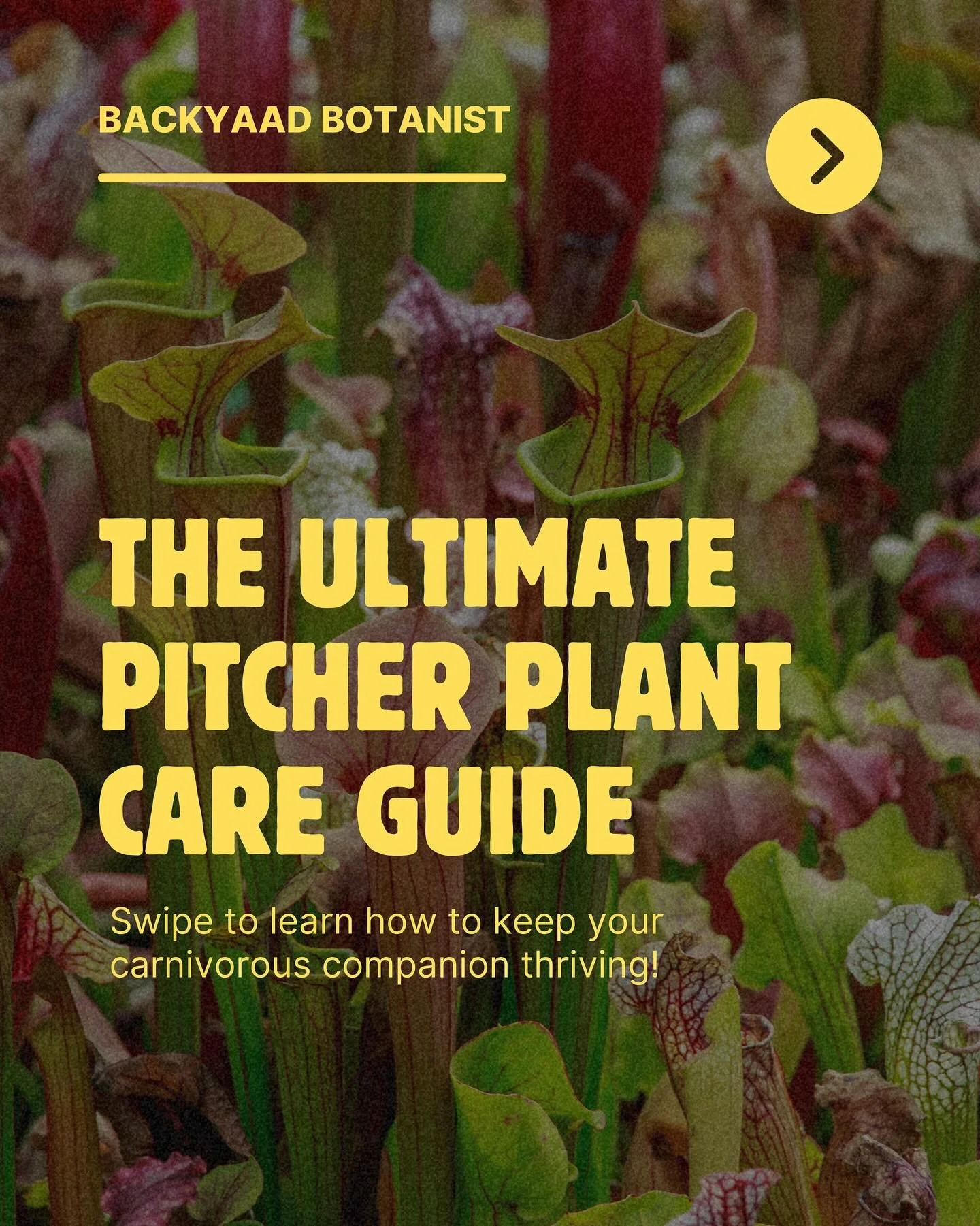 Get ready to fall in love with nature&rsquo;s most clever predator! 🌱 Our ultimate Pitcher Plant care guide is here - swipe through to learn how to keep these fascinating carnivorous plants thriving in your home! From their ancient origins to their 