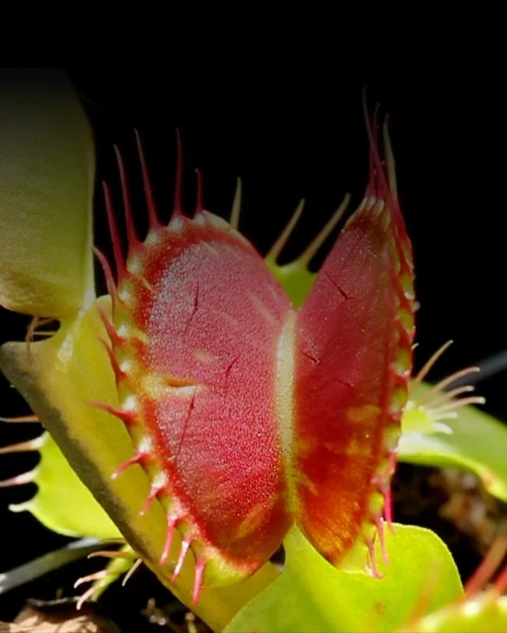 As the leaves turn, our gardening moves indoors! 🍂 This season, let&rsquo;s grow something truly unique: a living carnivorous terrarium featuring native NC plants!

Join @BackyaadBotanist at @LittleBlueBakehouse for a hands on workshop where you&rsq