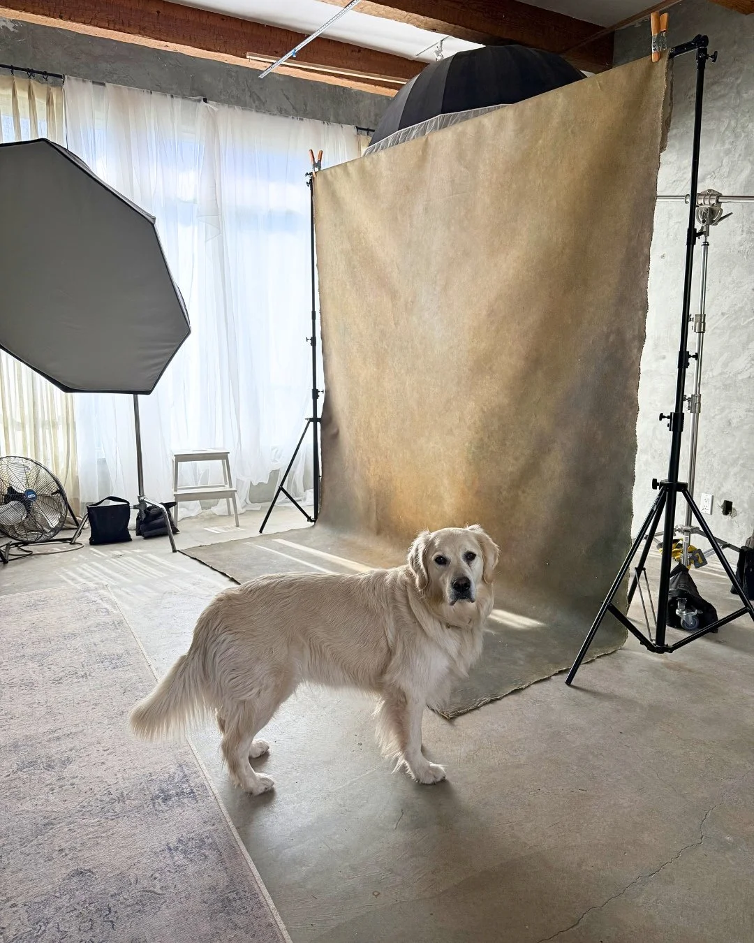 Meet Juno &mdash; our unofficial studio assistant and full-time emotional support specialist.⁠
⁠
She has a way of making people feel at ease the moment they walk in, especially if they&rsquo;re feeling a little nervous about being photographed. Calm 