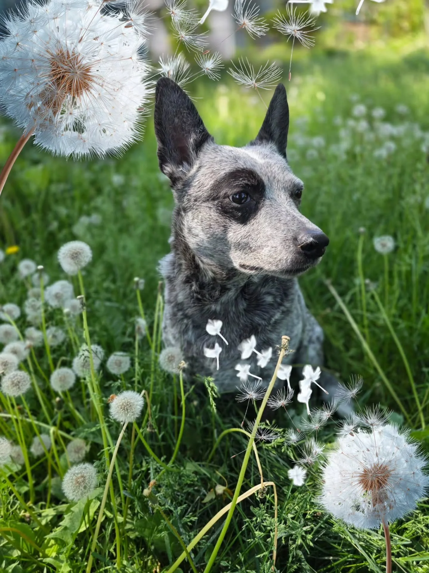 If you have followed me for any amount of time you know that my good girl @dominodeathbringer was my kid before my tiny human. Good girl Domino has not been able to let loose as much at the park because organizing a toddler is tough so when she goes 