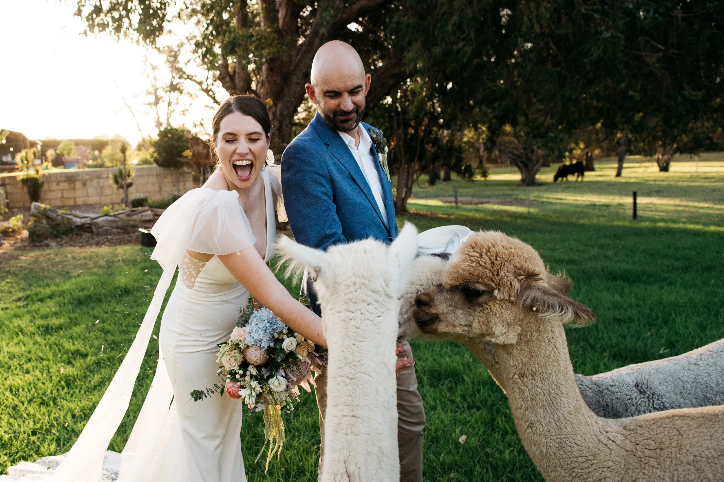 A bride and groom feeding llamas outdoors during a wedding celebration in the late afternoon.