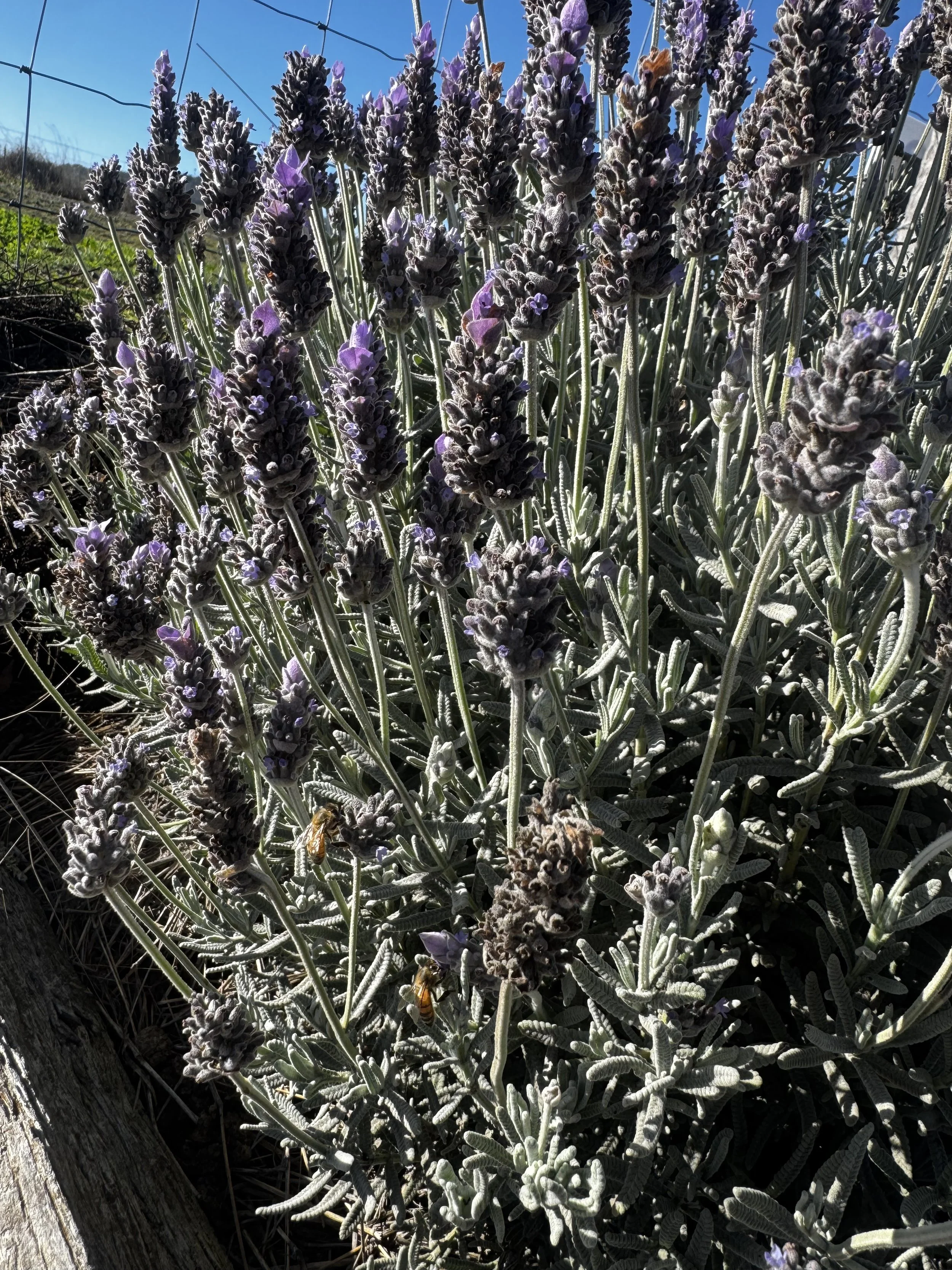 IMG_1937.jpeg
