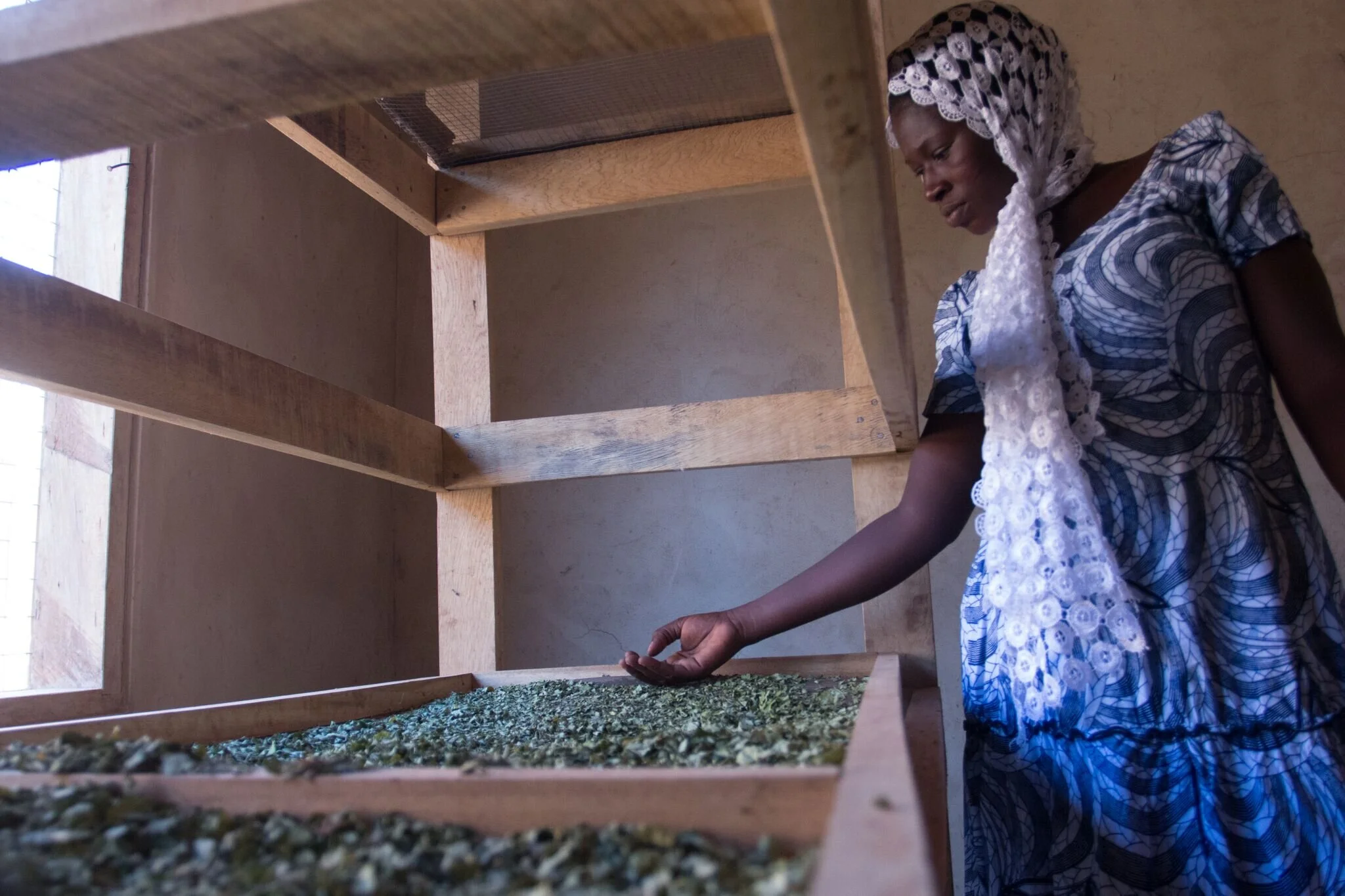 ‘Superfood’ moringa transforming lives of female farmers around the world
