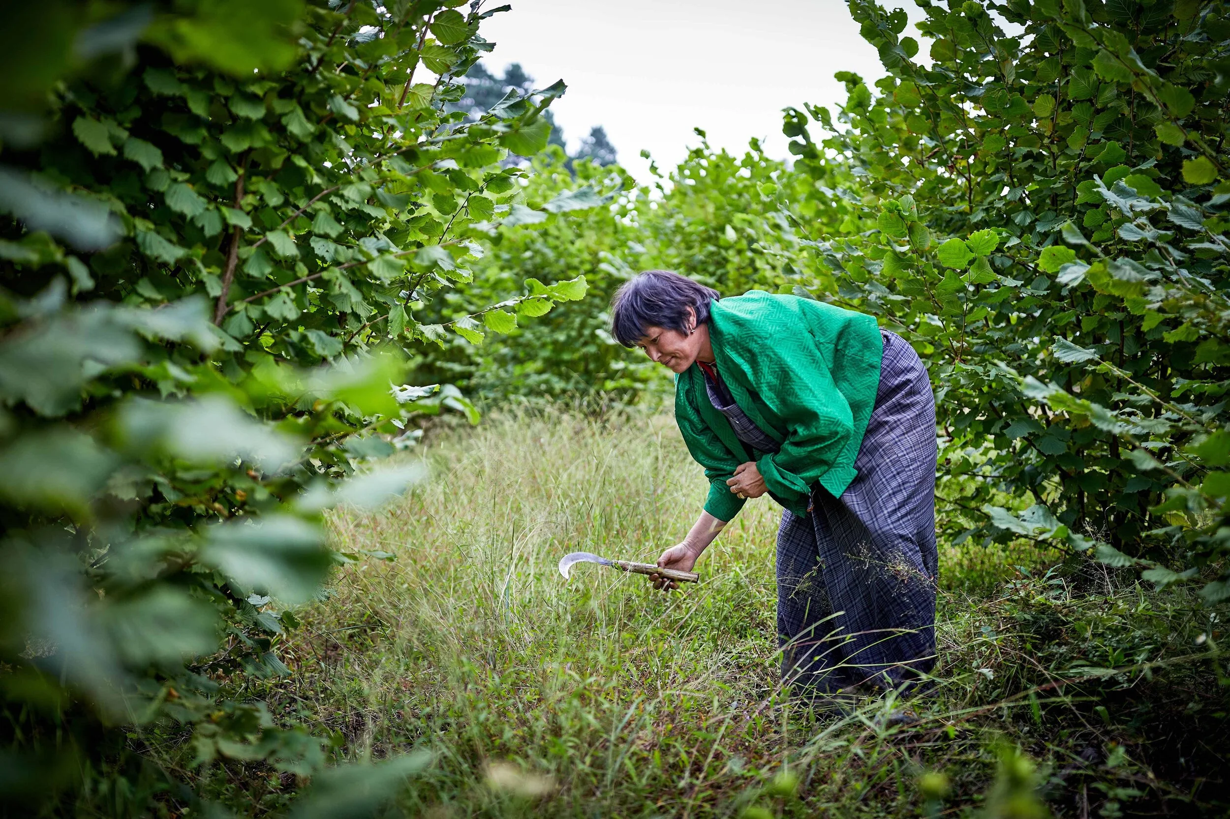 Impact Case Study: Mountain Hazelnuts  