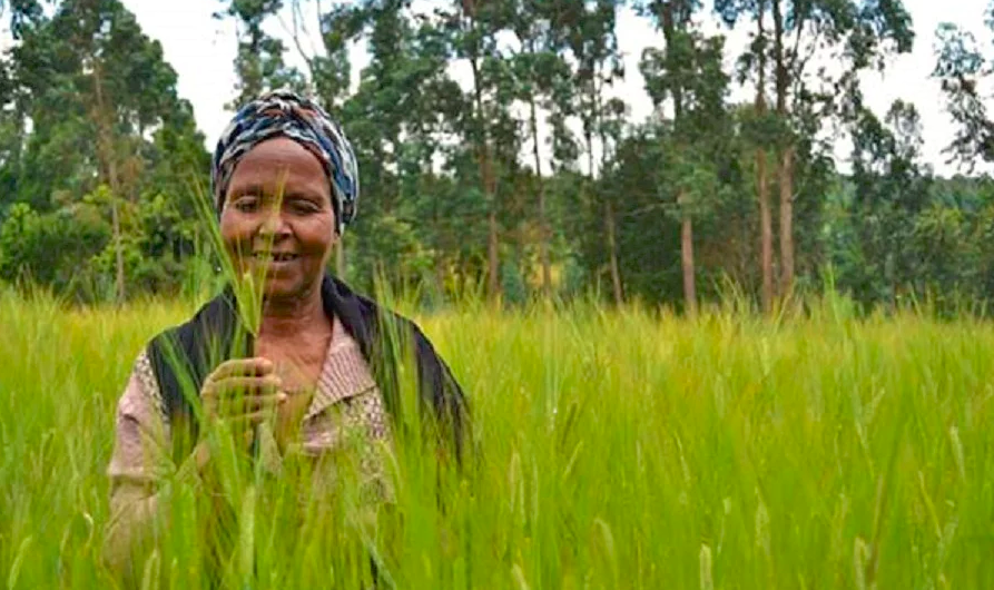 Diageo and smallholder farmers: empowering communities to thrive