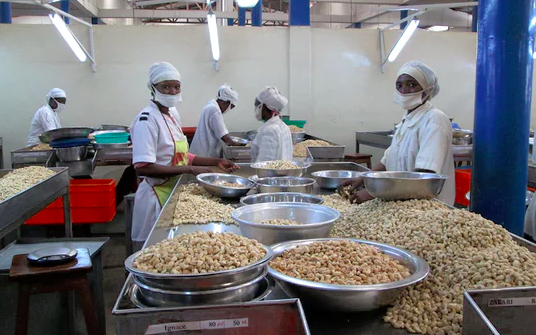 Sustainable cashew farming is helping fuel growth in Benin