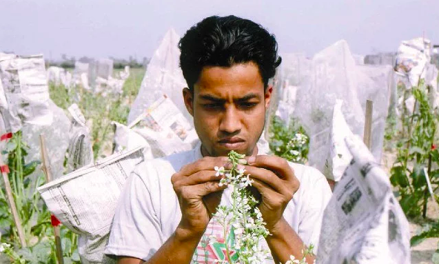 Increasing food security through improved seed quality in Bangladesh