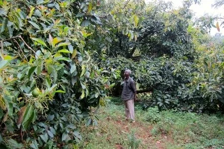 Integrating small scale farmers into international value chain for fresh avocado, edible and cosmetic grade oils