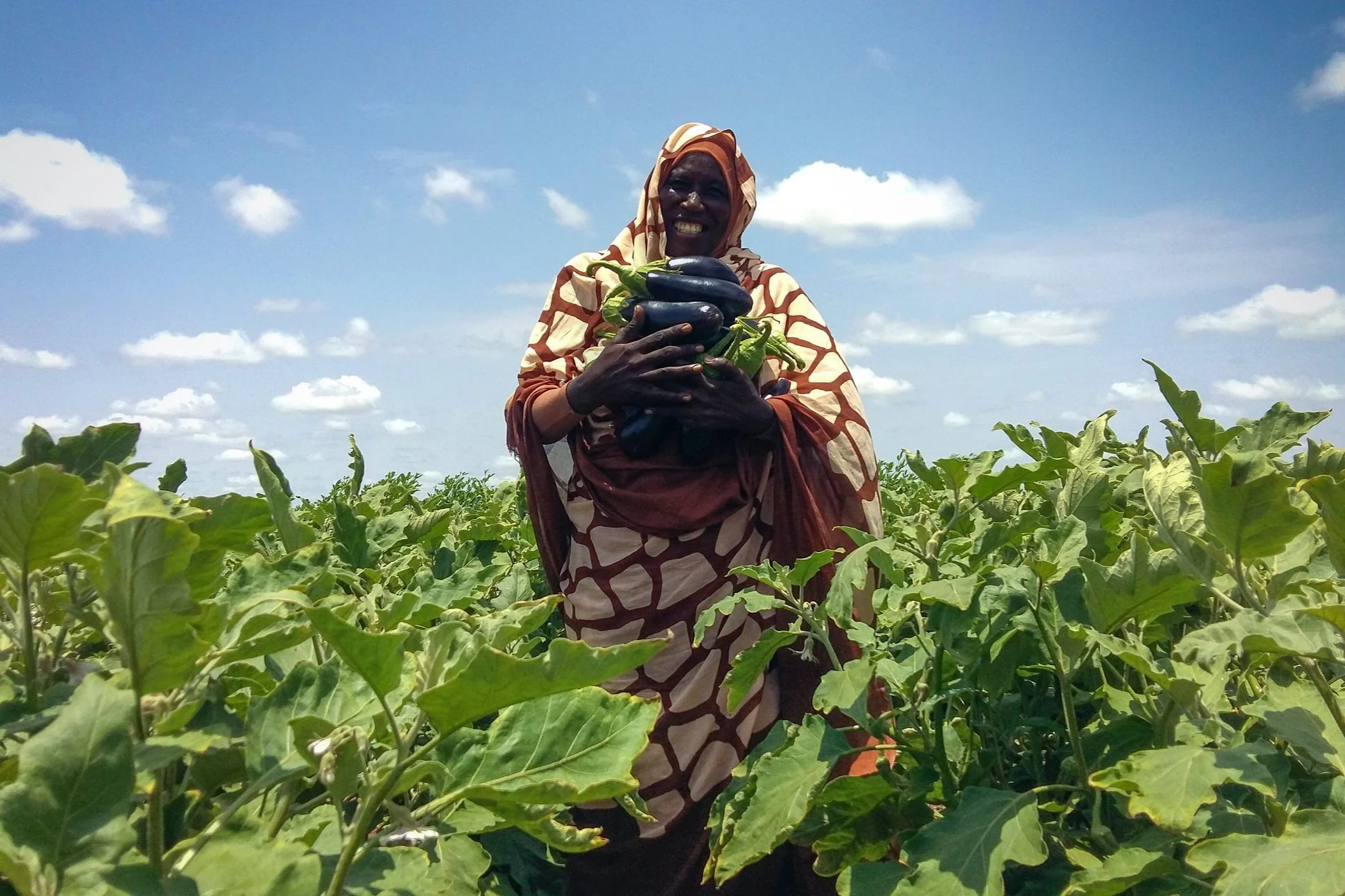 Ebdaa Bank: How Impact Measurement and Management training is supporting microfinancing solutions in Sudan