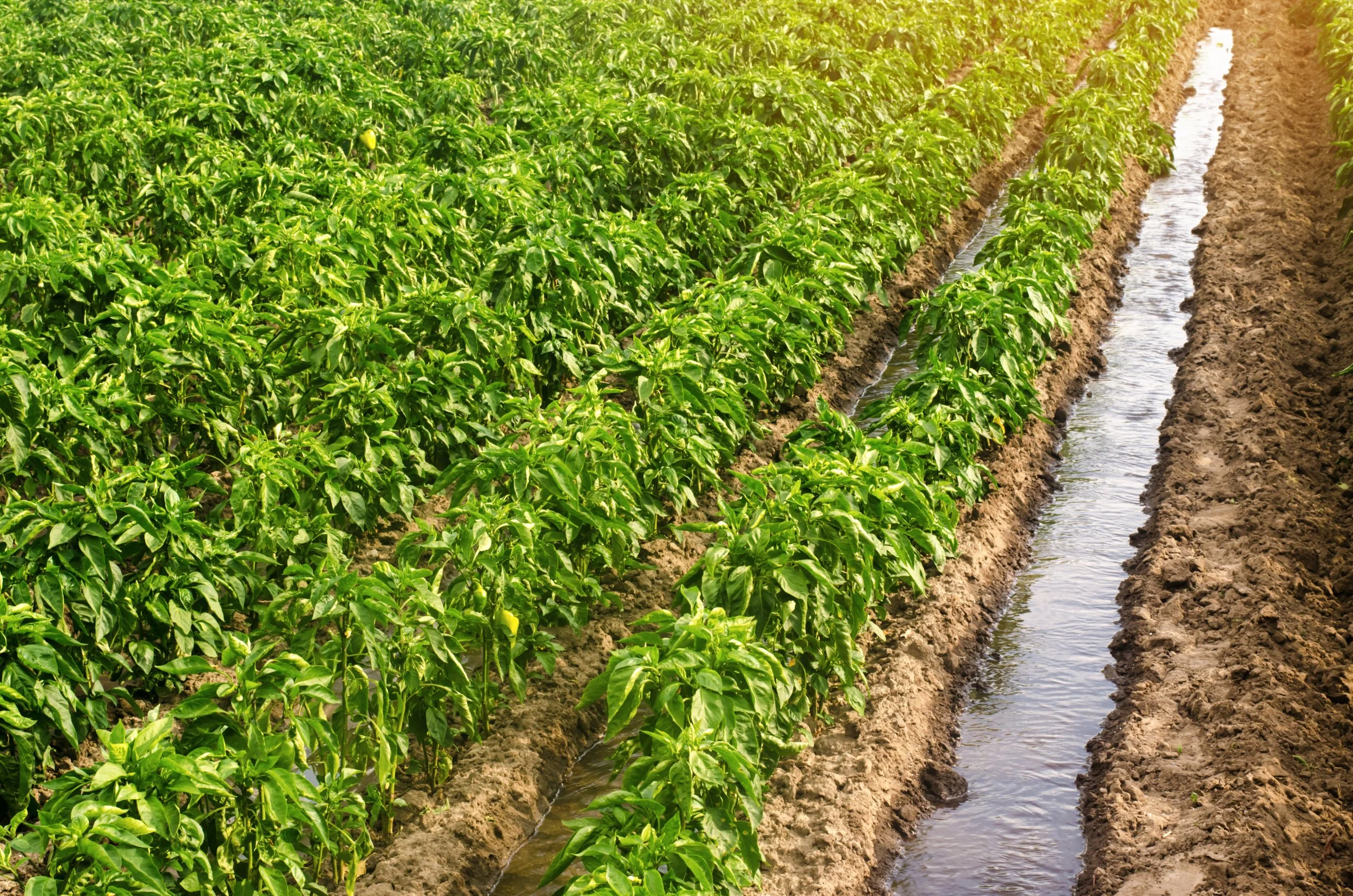 The high-tech approach: Optimizing water consumption through sensor mechanisms