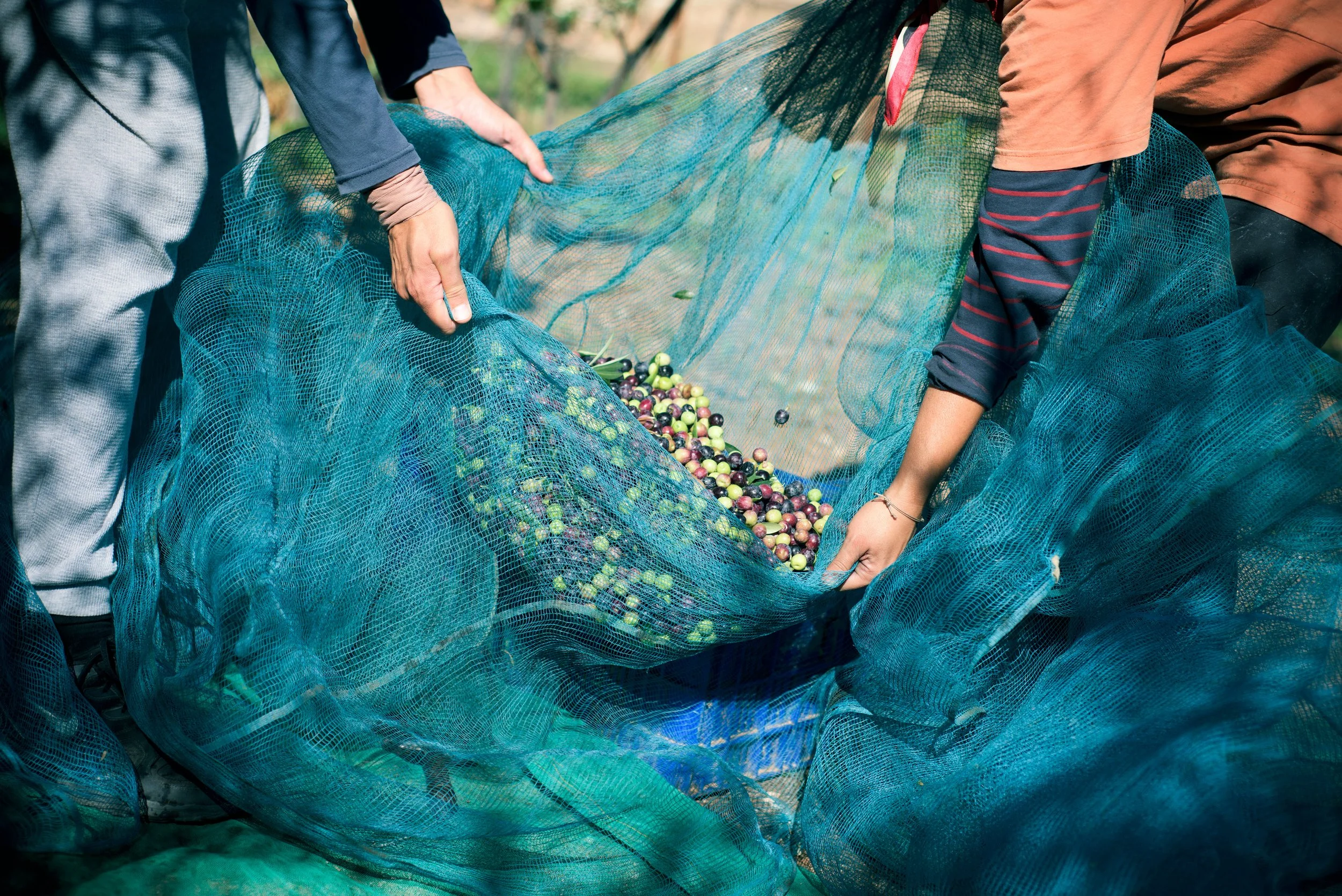 The networking approach: Connecting farmers to experts and peers in the region