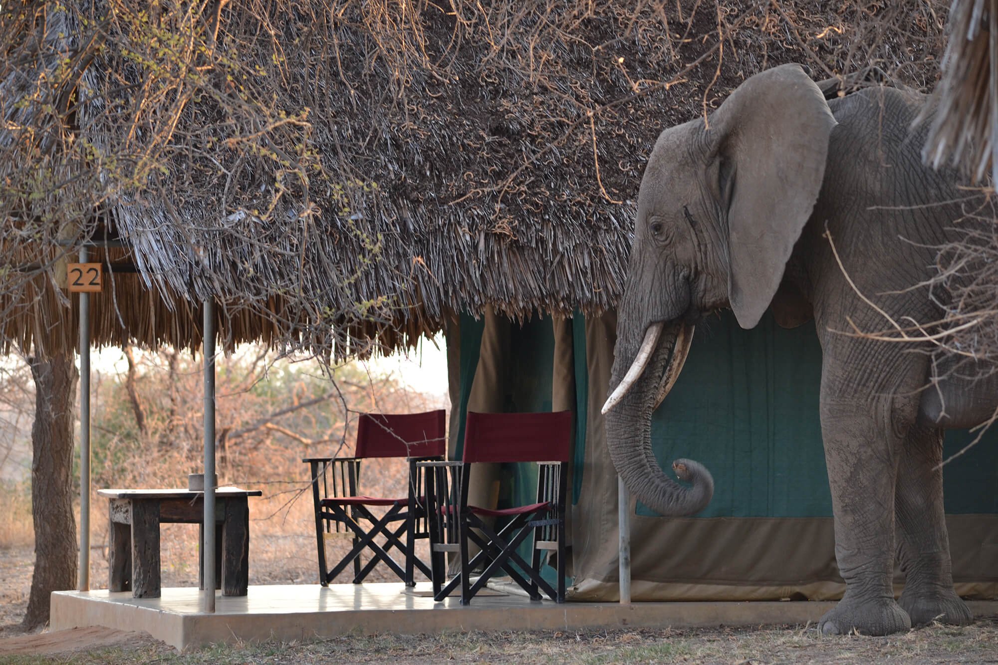 Miru_Adventures_Tanzania_Coffee_WildlifeSafari_DSC_0006-Tarangire.JPG