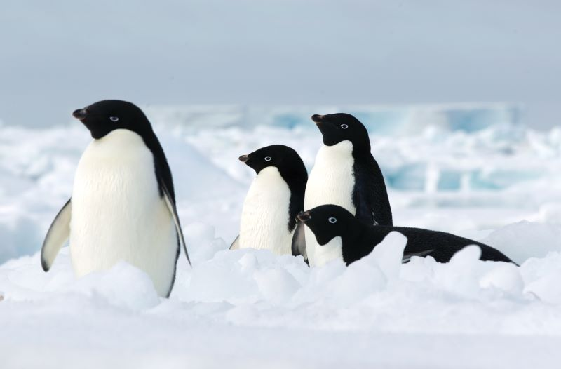 Four Adelie penguins standing on icy terrain with a background of snow and ice, showcasing their black and white feathers.