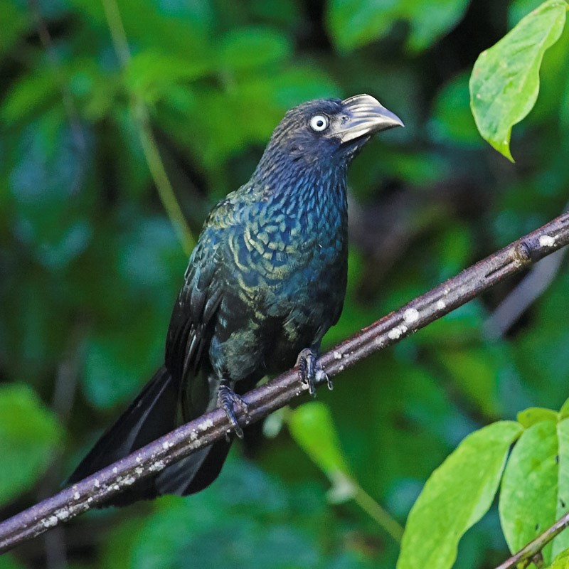 A Greater Ani bird perched on a branch, showcasing its glossy black plumage and bright yellow eyes.