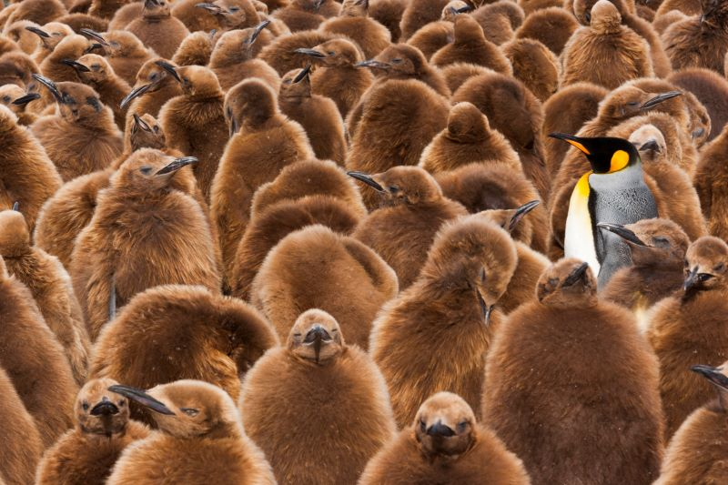 A large group of fluffy brown penguin chicks, with one adult penguin standing among them, displaying distinctive black and white plumage.