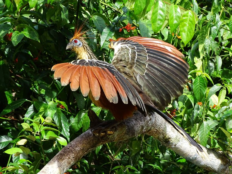 A Hoatzin bird perched on a branch with its wings spread, displaying its unique brown and orange plumage and spiky crest.