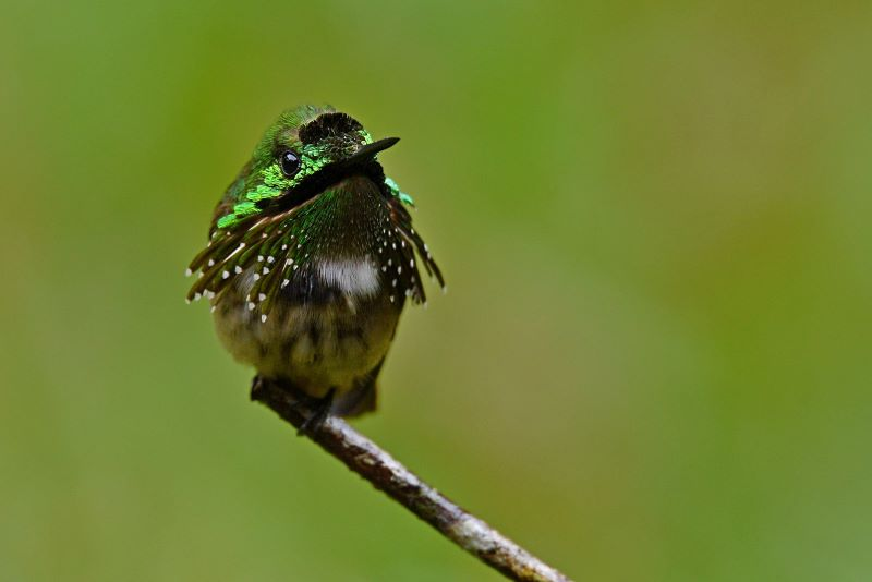 A Festive Coquette hummingbird perched on a thin branch, displaying its iridescent green and white feathers.