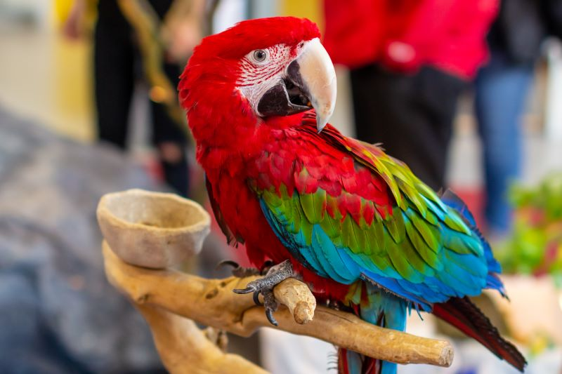 A vibrant Scarlet Macaw perched on a wooden branch, displaying its bright red, blue, and green feathers with a blurred background.