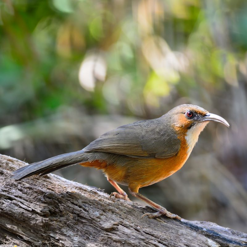 A Rufous-bellied Thrush standing on a log, highlighting its warm, rufous-colored belly and grey-brown feathers.