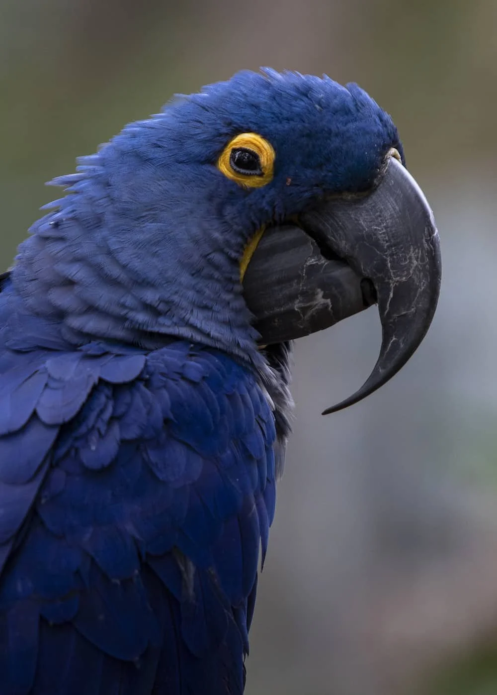 Top 15 Rarest Birds In The World Miruadventures Top 15 Rarest Birds In The World Miruadventures