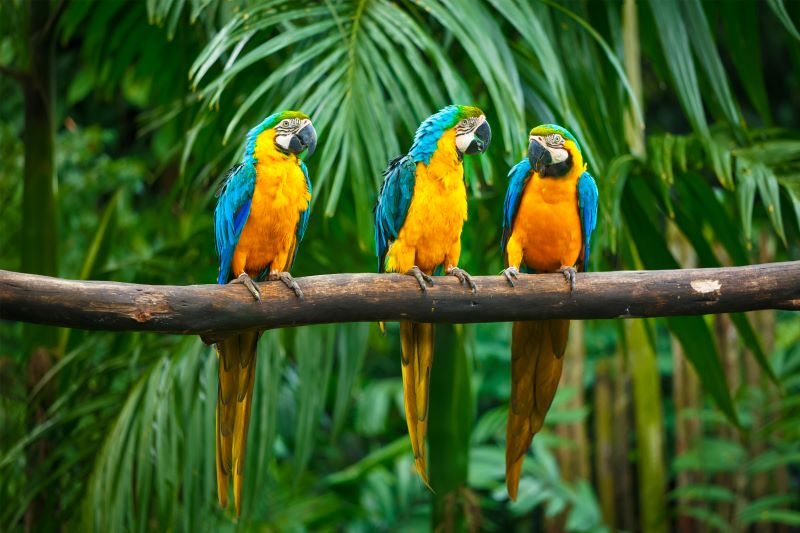 Three vibrant Blue and Yellow Macaws perched on a branch in the lush greenery of the Amazon Rainforest.