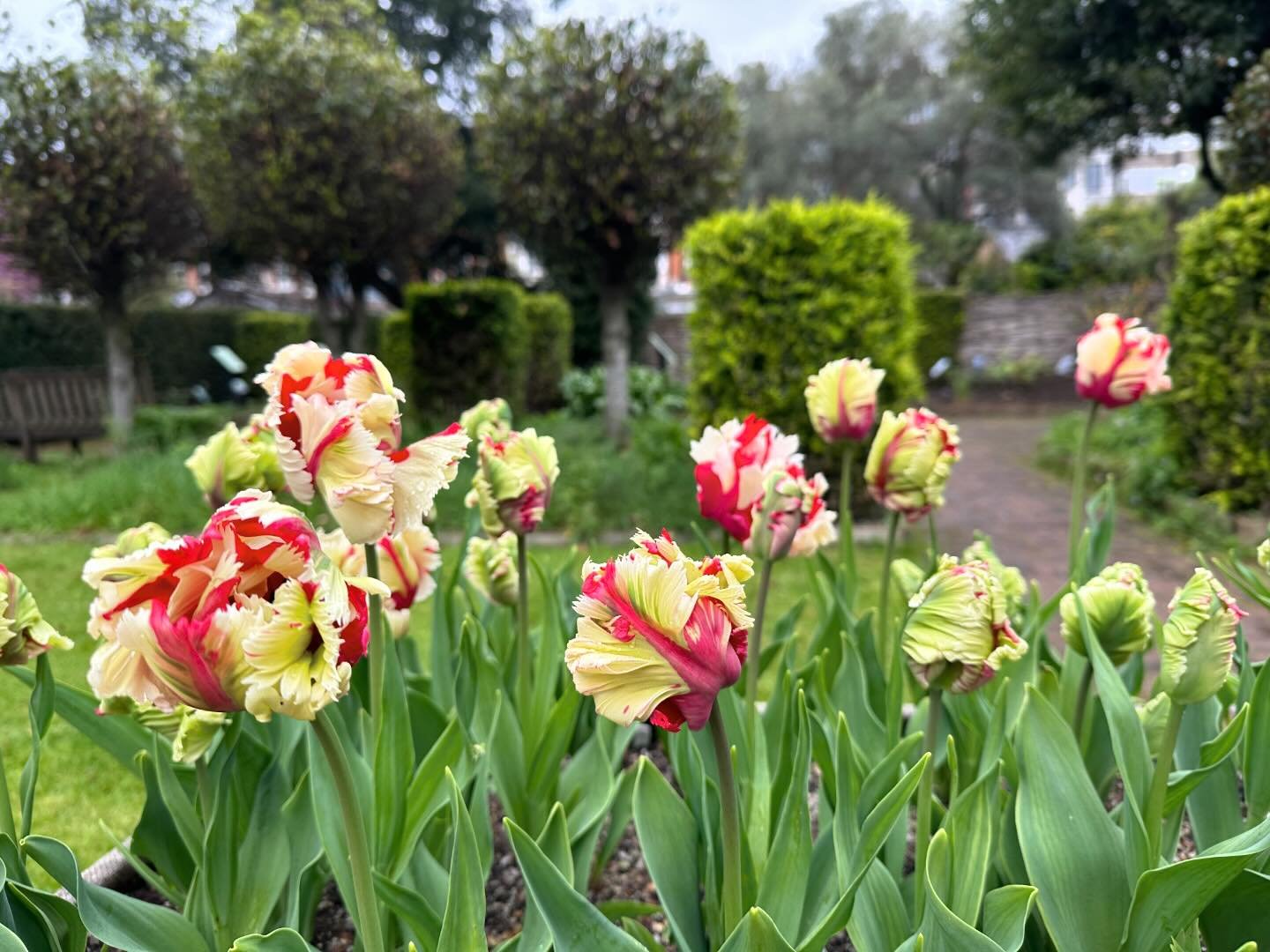 Tulip Estella Rynveld, planted in pots on her own to appreciate how she unfurls&hellip;
.
.
.
#tulipseason 
#tuliptime
#parrottulips🌷 
#estellarijnveld 
#makingastatement 
#plantingplans 
#cleverplanting 
#plantingforimpact 
#landscapedesigner 
#gar