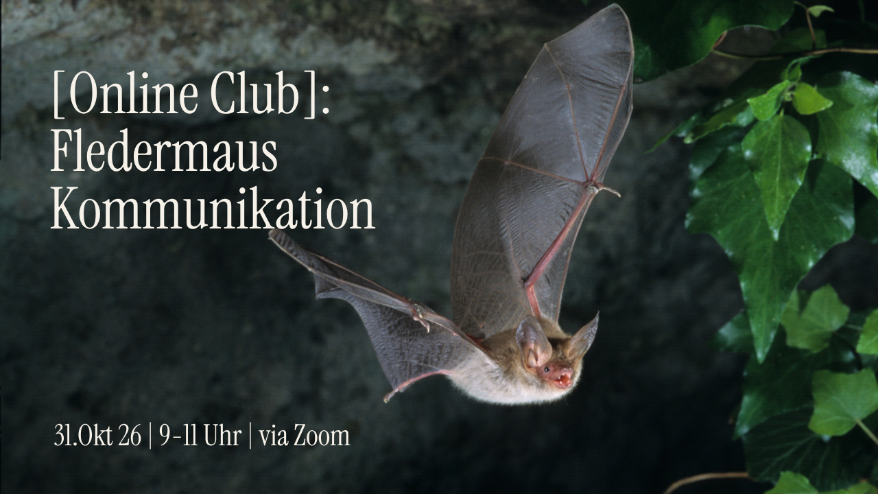 [Online Club]: Fledermaus Kommunikation