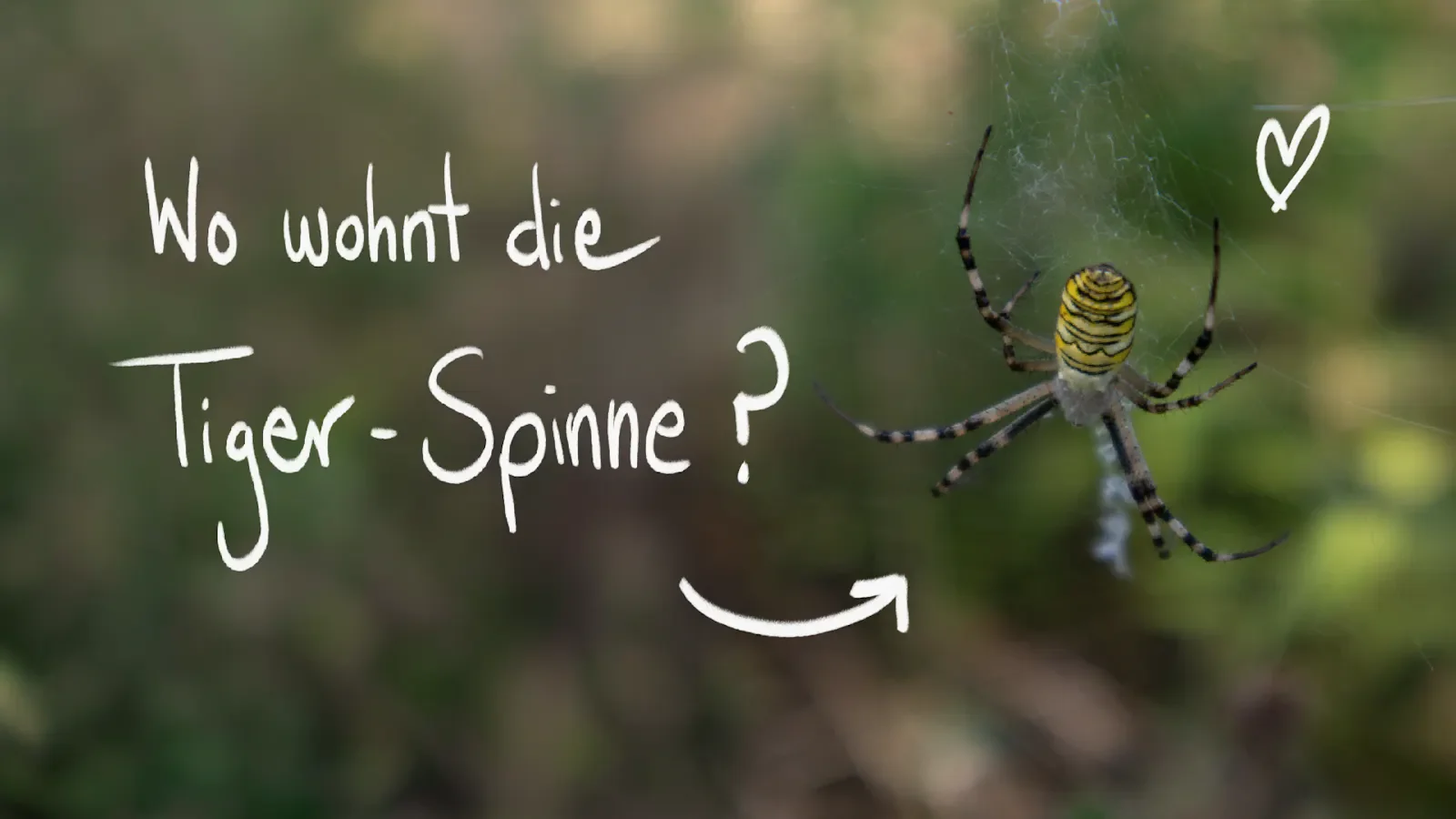 [Sprachi]: So findest du eine Tiger-Spinne! 🐯🕷️