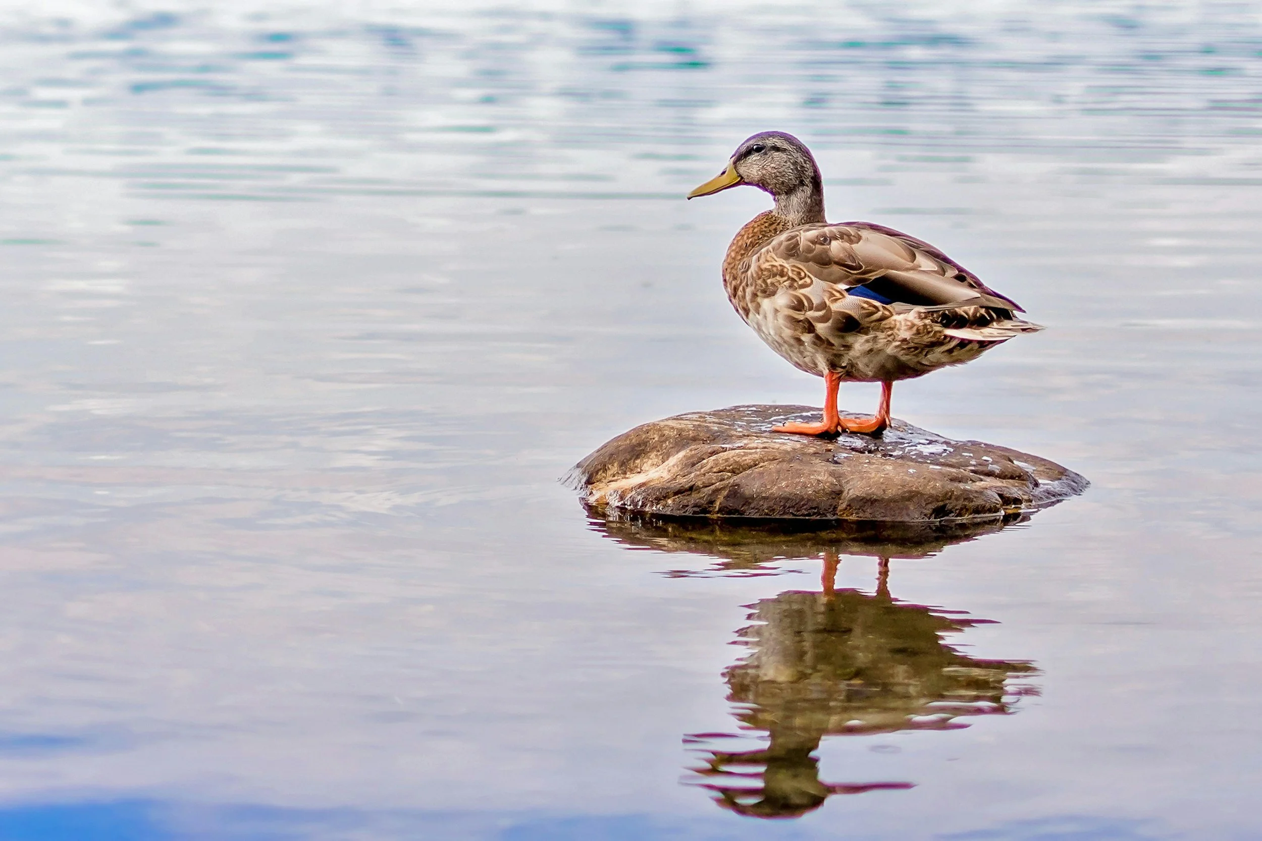 [Monatsthema]: Enten (Juli 26)