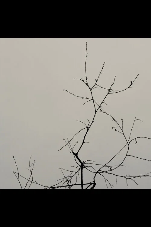 BRANCHES               IN ISOLATION