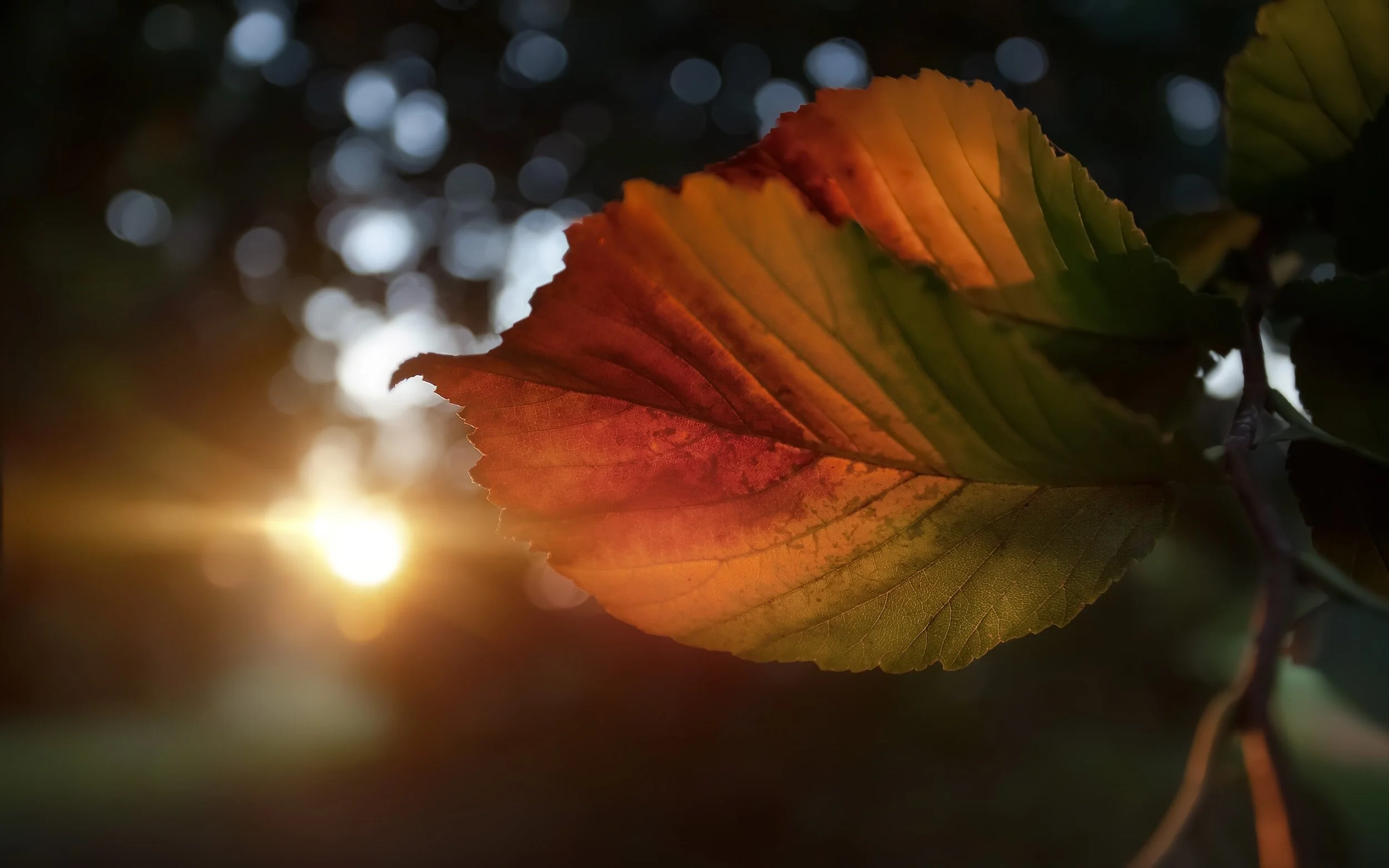 Sunlight Through Leaves