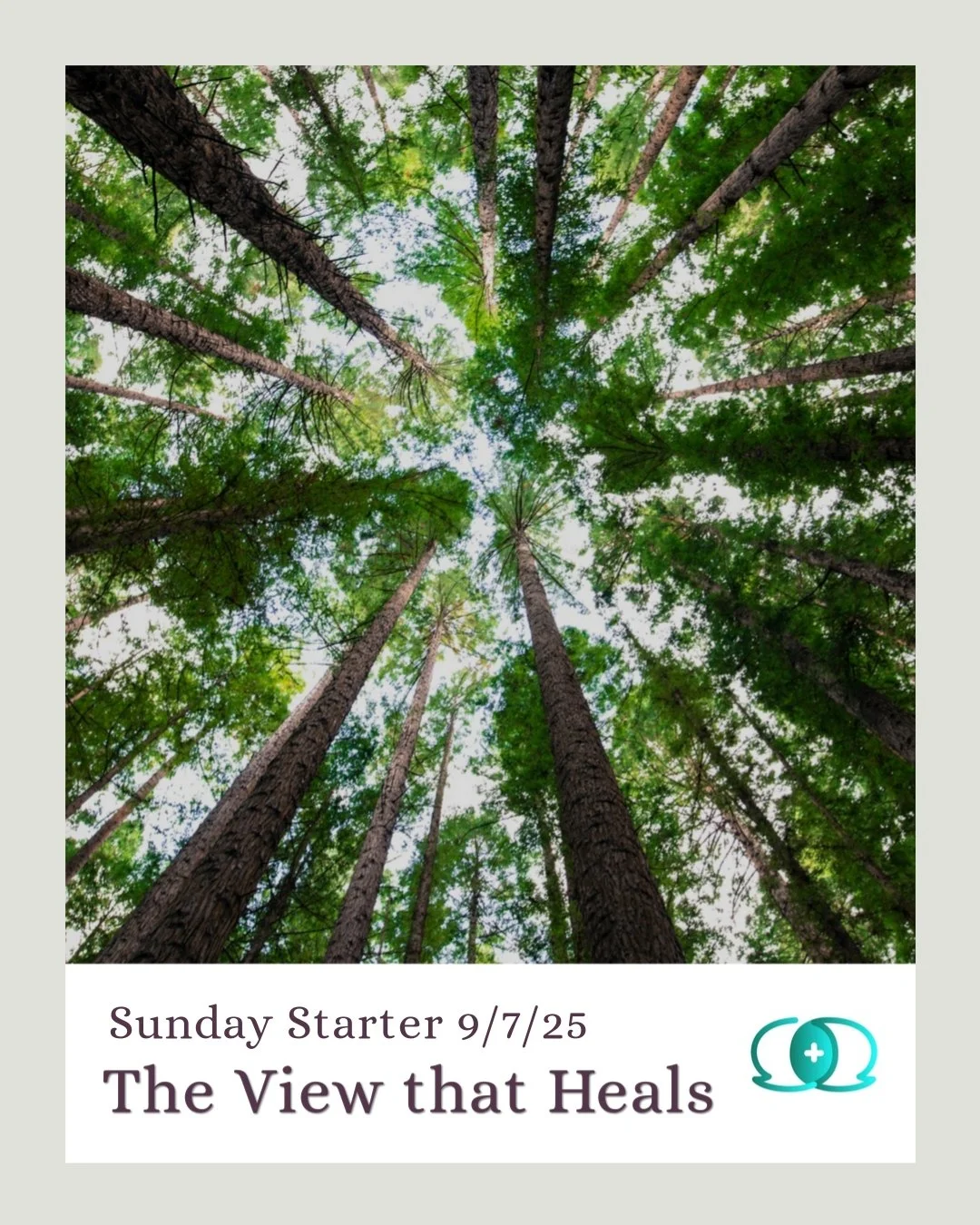 Earlier this week we drove down to the Smoky Mountains in Tennessee where we've been working from an Airbnb. My makeshift desk has been facing a large wall of windows overlooking a sea of trees. It is also where I have set up my yoga mat, which means