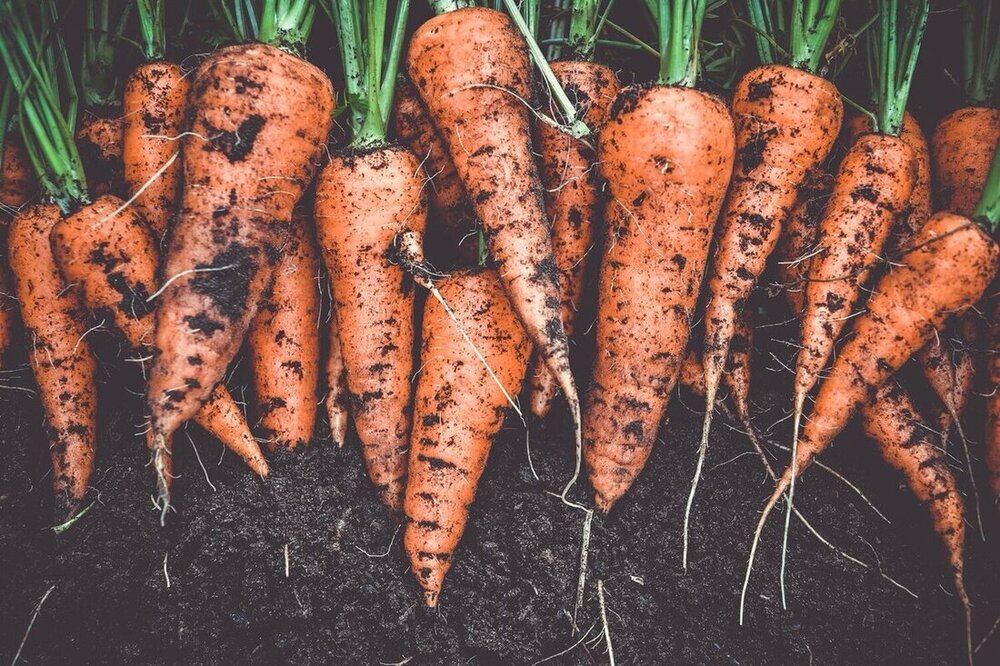 carrots in dirt