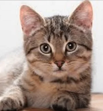 Paw Project 2015 Video