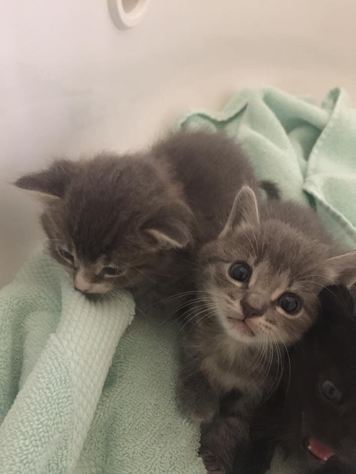 June 28th 2017 - Kittens, Keto, HIIT, Hiring