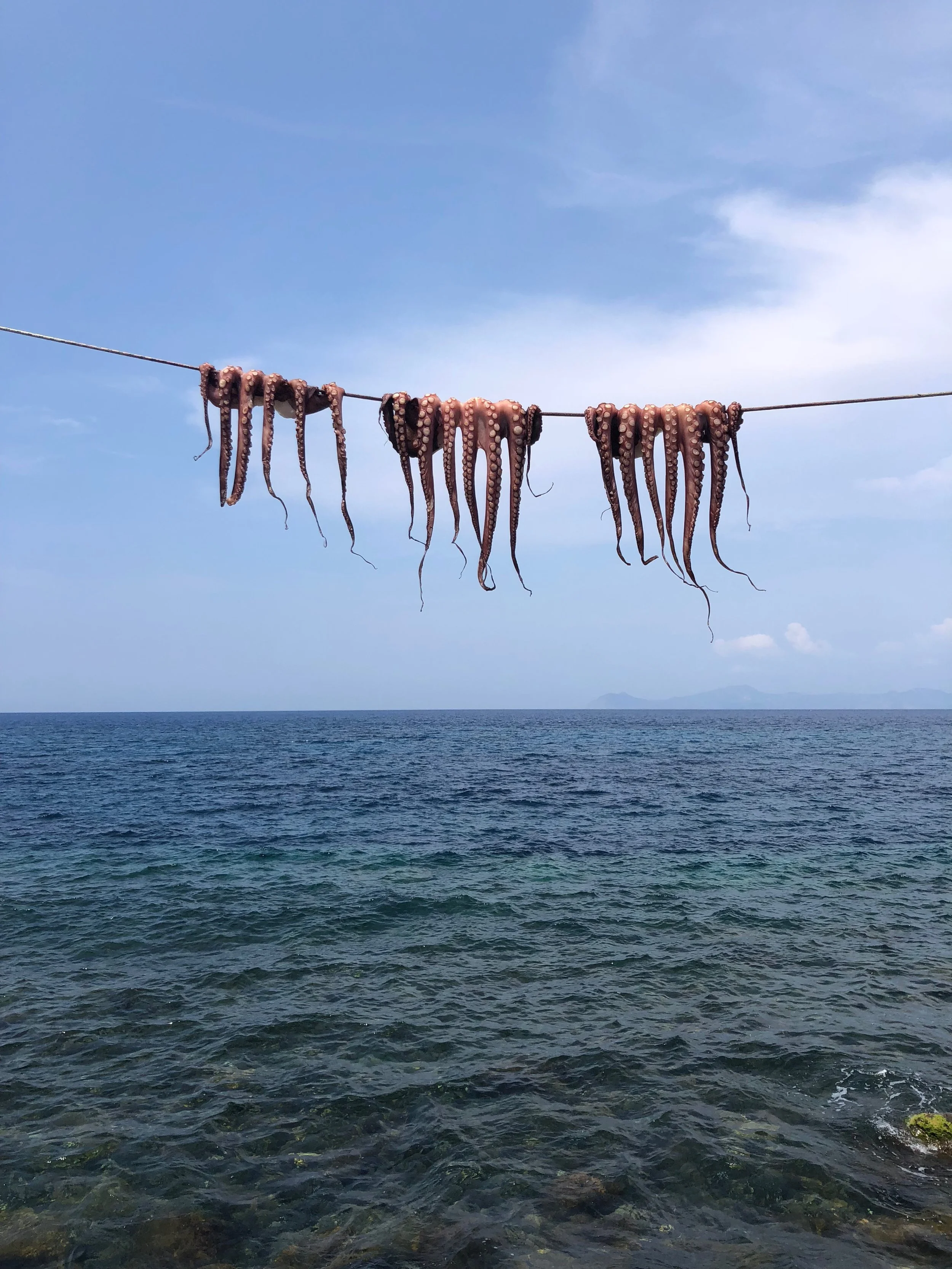Octopuses hanging on a clothesline over the ocean, with blue sky and distant mountains in the background.