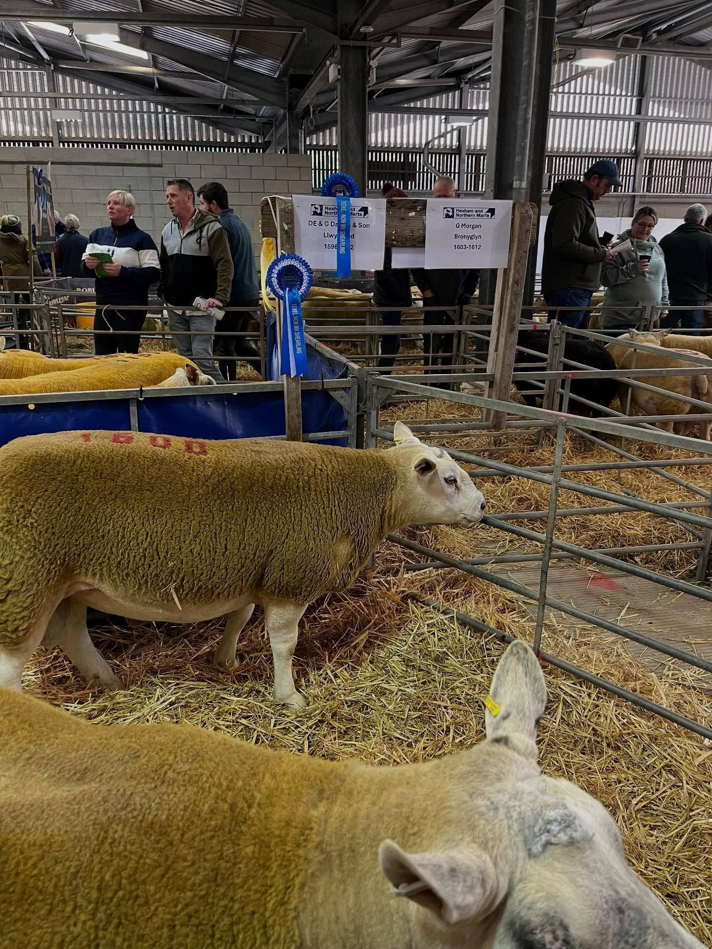We&rsquo;ve had a very good few days. Celebrating Iwan&rsquo;s success in the NSA show and sale which was held on The Royal Welsh Show Ground. The show being the Sunday and the Sale starting at 10:30am on the Monday morning. Iwan did exceptionally we