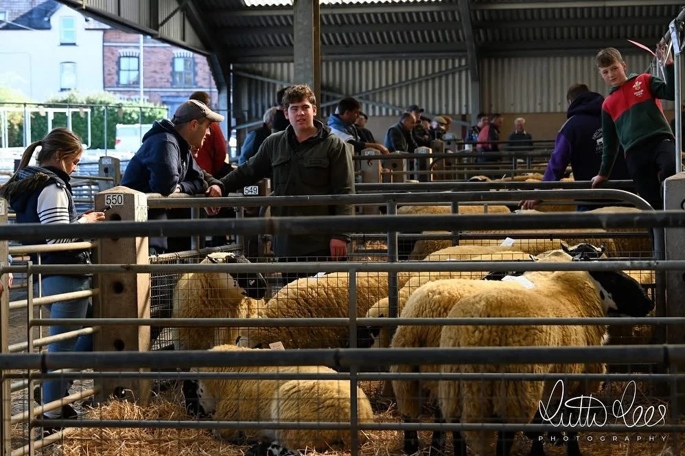 Another Superb day for the Davies family. Our annual Beulah Speckled Ram sale held in Builth Market🐑💥 Top price of the day 17,000gns for team Davies. Massive well done to Iwan and Jonathan for all their hard work🐑💥🤍