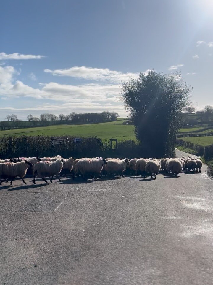 Something other than beefeed&hellip;🐑🐄🐮