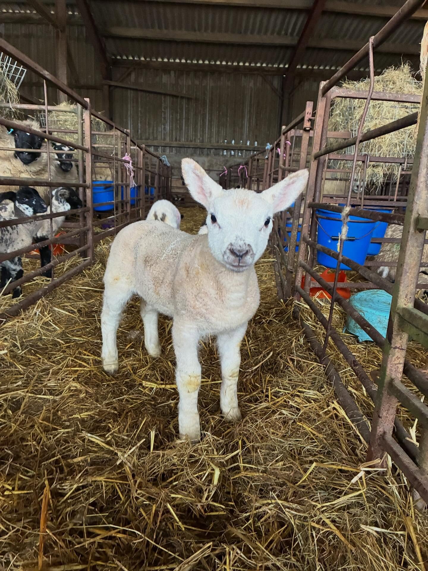 It&rsquo;s that time of year again!! Lambing time has started.. we hope the weather stays the same for the remainder of lambing 🐑🐑☀️☀️#lamb #lambingtime #farming #farmingphotos #farmlife