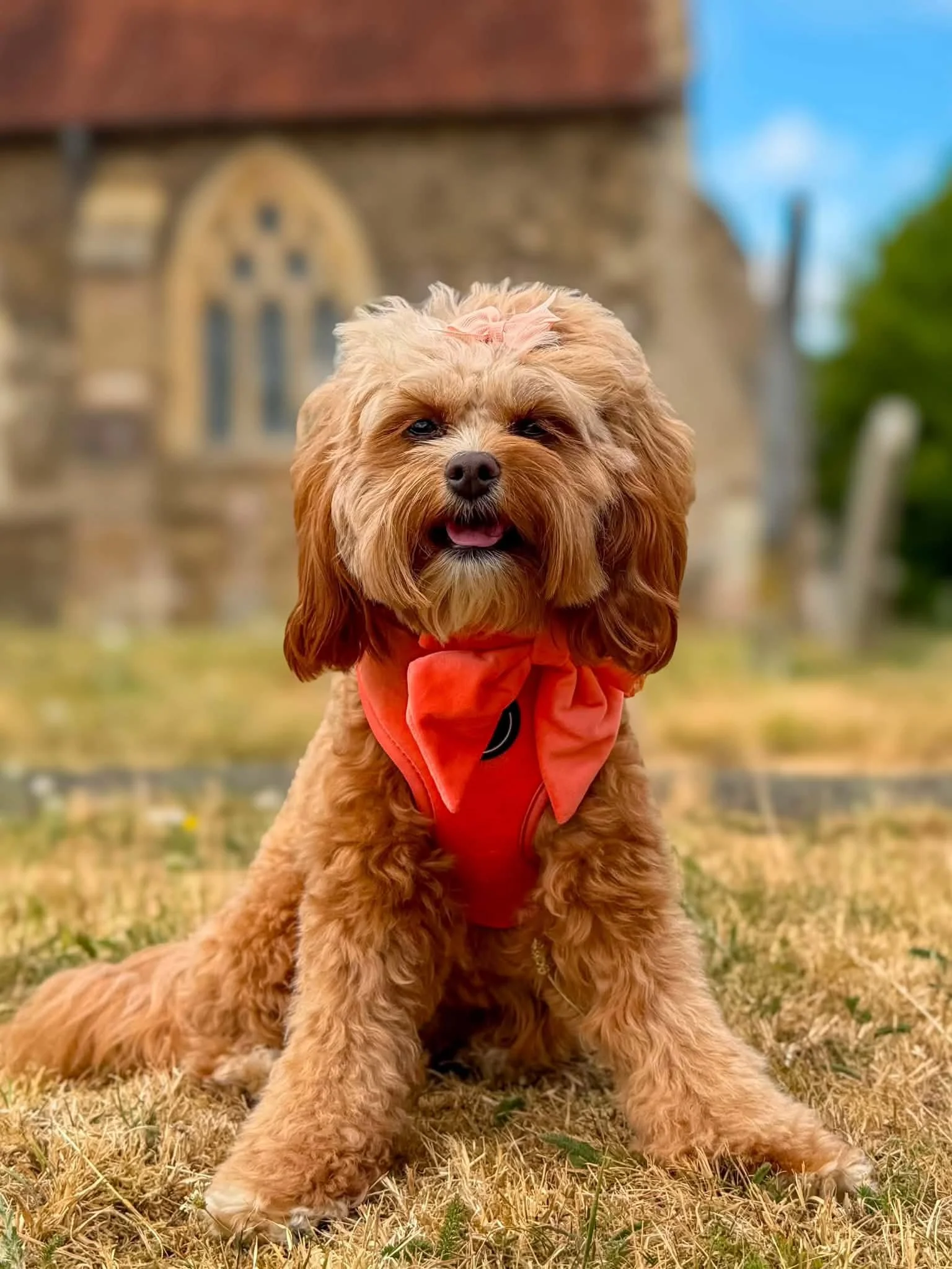 Your Dog's Ultimate Summer Essentials Guide: Discover the Best 7 Independent Dog Brands Today&nbsp;