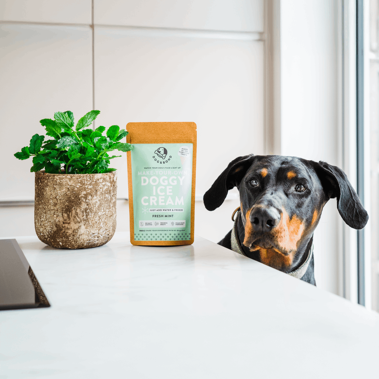 Dog and Bond Mint Ice Cream.png