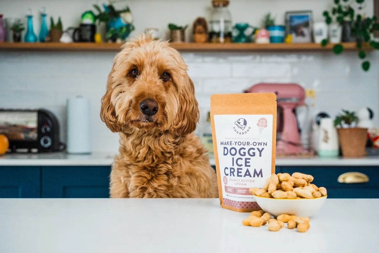 og beside a Dog & Bond make-your-own dog ice cream mix in a kitchen