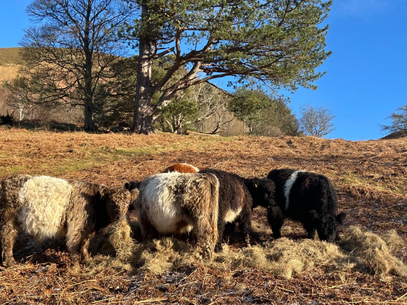Belted Galloway enjoying hay at High How Farm
