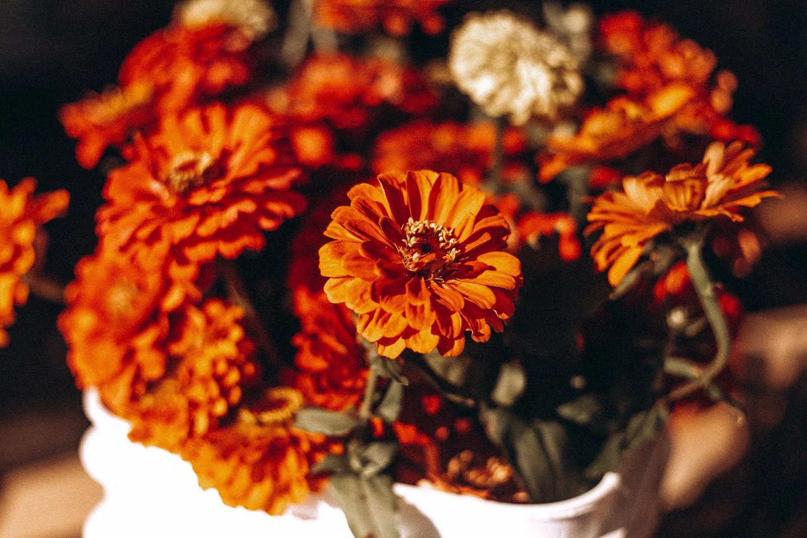 Aunt B's Fall Zinnias