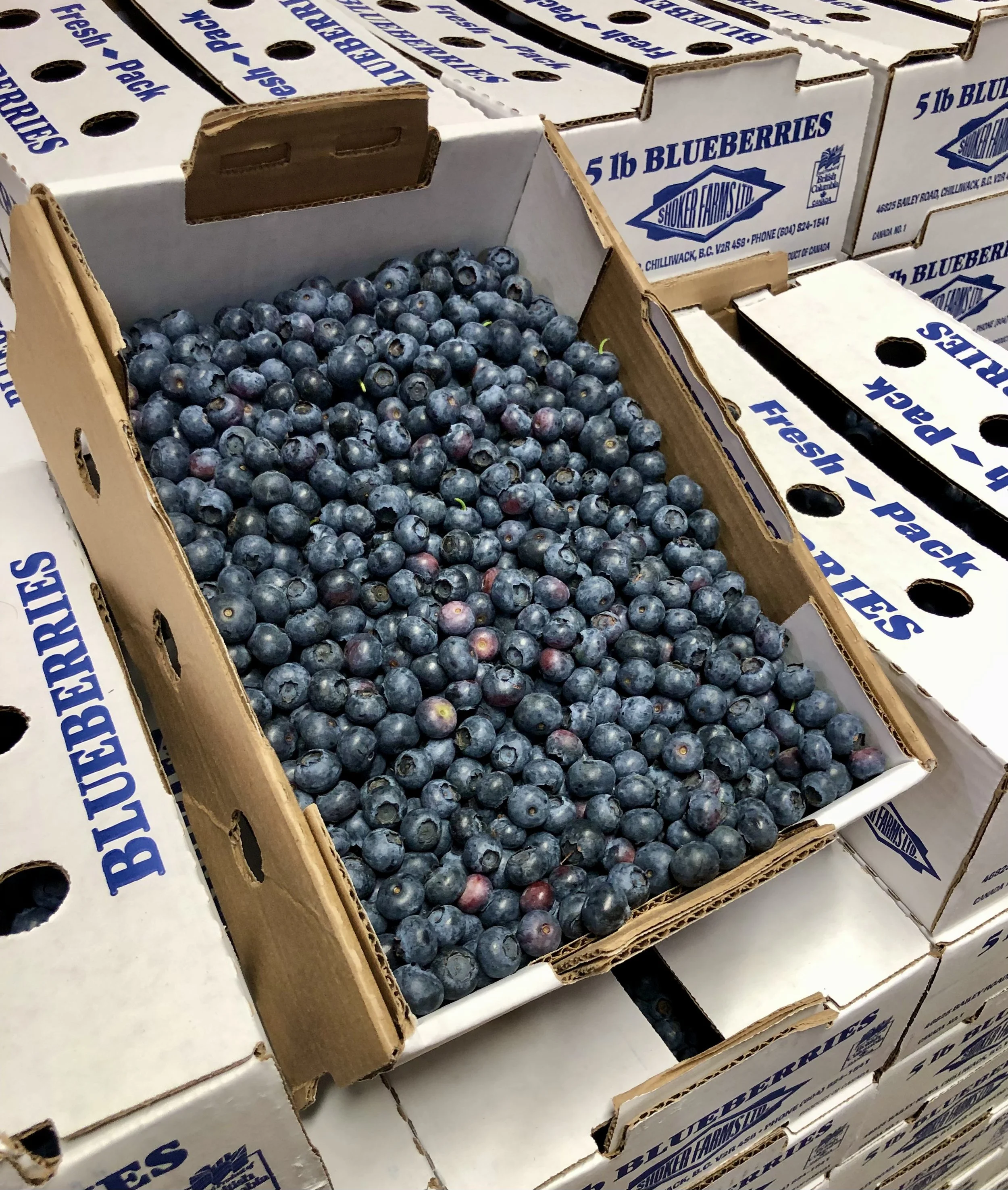 BC Blueberries - 3 lb Case