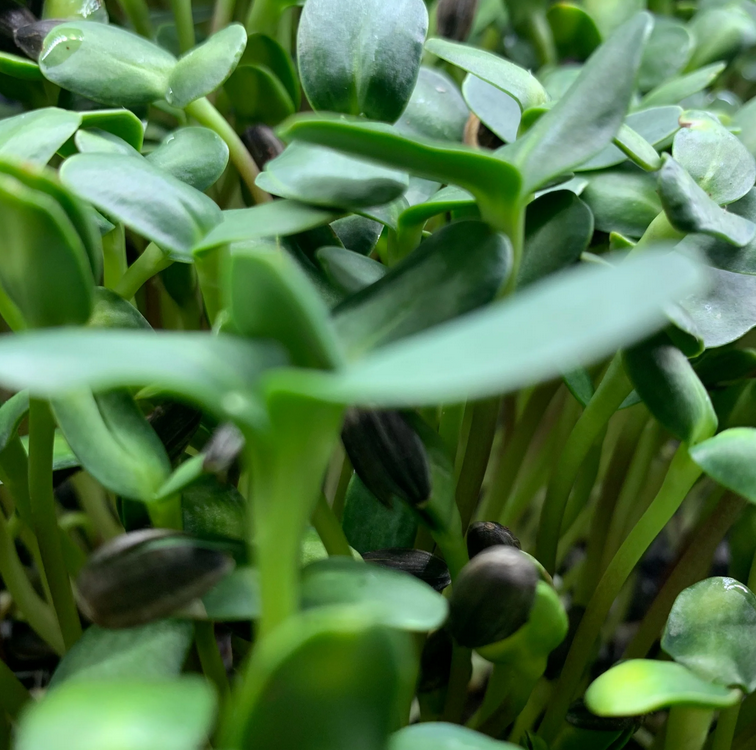 Allpa - Sunflower Micros.png